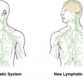 New Discovery in Human Body New Discovery in Human Body