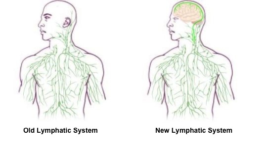 New Discovery in Human Body New Discovery in Human Body