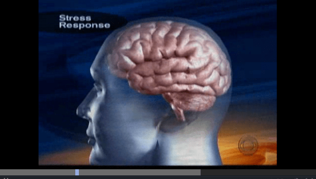 Effects of Chronic Stress on the Brain – a CBS Video Short Effects of Chronic Stress on the Brain – a CBS Video Short